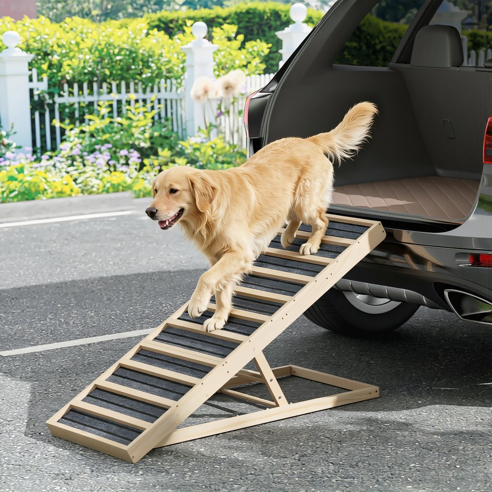 Golden retriever using the ramp to get down from the car