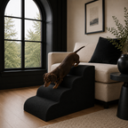 Black — a chocolate dachshund walking down the Henley Doxie Stairs in Black from a cream sofa