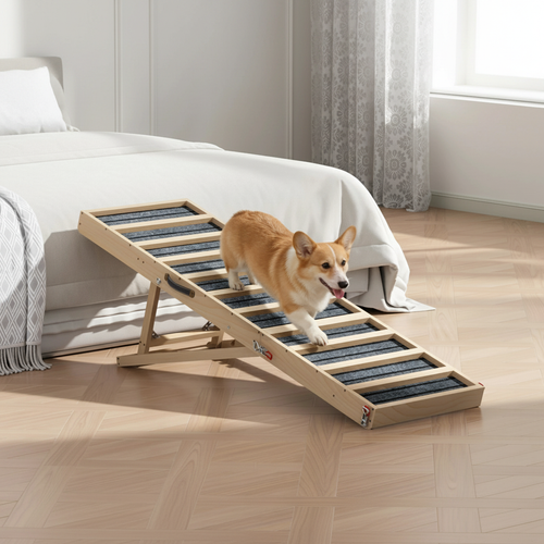 [Big] Corgi walking down the Henley & Bone 55″ folding dog ramp from a bed