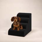 4-step Henley Doxie Stairs in black, studio shot with a dapple dachshund sitting on the bottom step [dachshund]