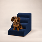 4-step Henley Doxie Stairs in navy, studio shot with a dapple dachshund sitting on the bottom step [dachshund]